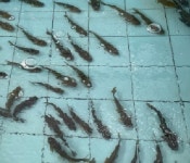 능곡송천매운탕