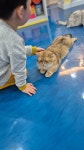 고양이카페 아이캣유