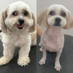 이쁘게 잘라줄개 애견미용실+애견호텔