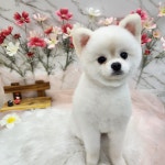 댕댕사우나