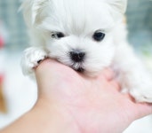 위클리독 강아지분양 일산점