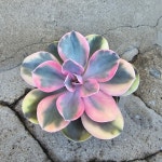 대동꽃난마트 꽃집