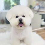 니니앤제리