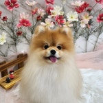 댕댕사우나