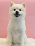 미코그루밍