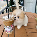 퍼피베베