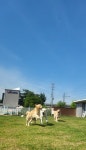 GPS애견학교 애견유치원 애견호텔