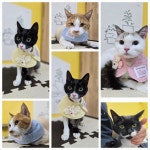 고양이미용호텔 캣츠앤