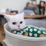 고양이미용호텔 캣츠앤