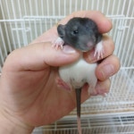 와우펫앤쥬 진주점