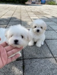 청주 강아지 분양 리몽드 퍼피 켄넬