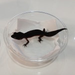 와우펫앤쥬 진주점