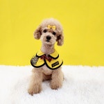 도그185 애견유치원&애견호텔