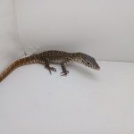 와우펫앤쥬 진주점