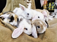 와우펫앤쥬 부산점