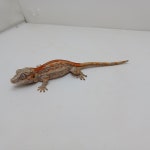 와우펫앤쥬 진주점