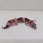 와우펫앤쥬 진주점