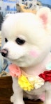 팻키우소