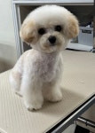 민트동물병원