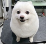 팻키우소