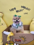마이뷰티독