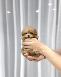 타이니퍼피 강아지분양 고양이분양 서울송파