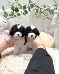 타이니퍼피 강아지분양 고양이분양 서울송파