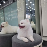 펫솔루션 애견미용 애견호텔 애견유치원