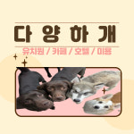 애견카페 다양하개 의정부본점