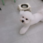 그린펫그루밍