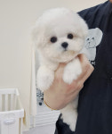 타이니퍼피 강아지분양 고양이분양 서울송파