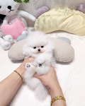 타이니퍼피 강아지분양 고양이분양 서울송파