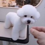 그린펫그루밍