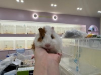 골든햄스터 분양 달빛햄스터리