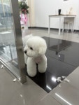 The예뻐질개