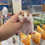 골든햄스터 분양 달빛햄스터리