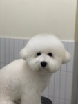 헬로우버디 그루밍센터 분당점