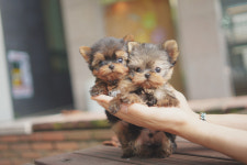 아담스펫 강아지분양 고양이분양 창원점