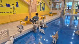 고양이카페 아이캣유
