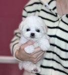 부산강아지분양 브라비펫