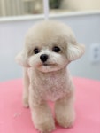 단비네펫살롱