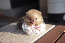 아담스펫 강아지분양 고양이분양 창원점