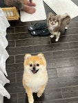 디어댕