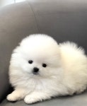 부산강아지분양 브라비펫