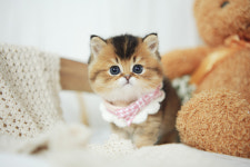 아담스펫 강아지분양 고양이분양 창원점