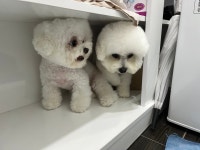 디어댕