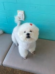 헤어멍펫살롱
