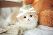 아담스펫 강아지분양 고양이분양 창원점