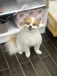 디어댕