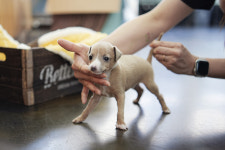 아담스펫 강아지분양 고양이분양 창원점